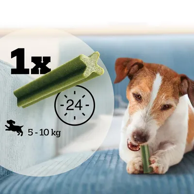 Feeding guide showing one green chew stick per day for pets weighing 5 to 10 kg, with a clock icon indicating 24 hours and a pet using the product.