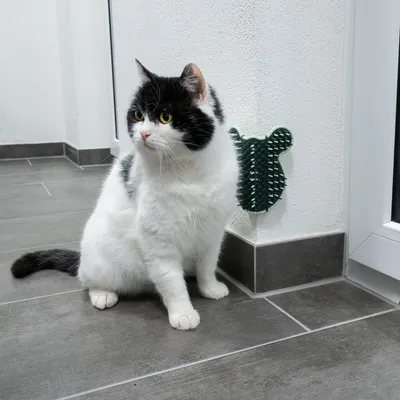 Black and white cat sitting next to a green wall brush with white bristles, attached to a corner.