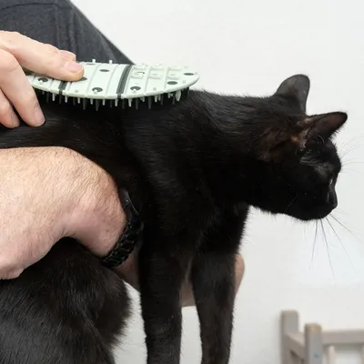 Hand hält eine Bürste mit Kunststoffborsten und kämmt das Fell einer schwarzen Katze. Demonstration der Anwendung eines Pflegeprodukts für Haustiere.