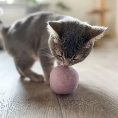 Gato gris olfateando una pelota redonda de fieltro rosa sobre suelo de madera. Solo se muestra el juguete y el gato, sin marcas visibles.