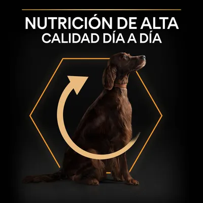 Texto: NUTRICIÓN DE ALTA CALIDAD DÍA A DÍA. Perro sentado con flecha circular sobre fondo negro y hexágono naranja.