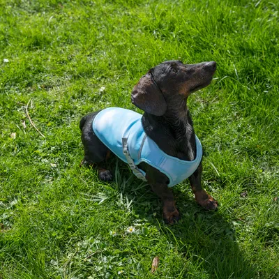 Hund mit hellblauer Weste im Gras. Zeigt die Passform und das Design der Weste.