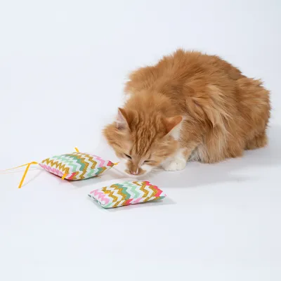 Gato rojo inspecciona dos cojines de juego coloridos con estampado de zigzag y cintas amarillas.