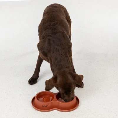 Hund frisst aus einem braunen Napf mit zwei Kammern, eine für Wasser und eine für Futter.