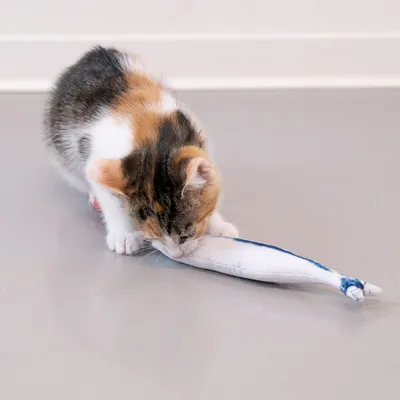 Kitten playing with a white fabric fish-shaped toy on a grey floor.