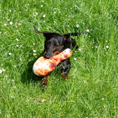 Hond speelt op een grasveld met een groot speelgoed in de vorm van een kippenpoot.