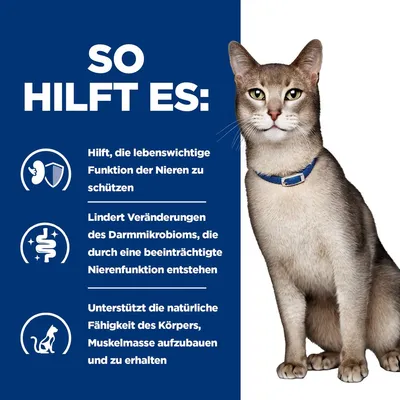 So hilft es: Schutz der Nierenfunktion, Linderung von Veränderungen des Darmmikrobioms, Unterstützung beim Aufbau und Erhalt von Muskelmasse. Katze mit blauem Halsband sichtbar.