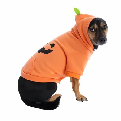 Hundekostume i orange med græskaransigt og grøn hættepynt.