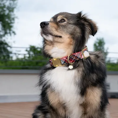 Chien portant un collier en tissu à motif coloré avec boucle et anneau métalliques dorés, médaille ronde accrochée à l’anneau. Aucun nom ou marque visible.