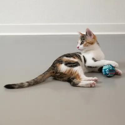 Gatito joven juega con una pelota de juguete azul y verde sobre suelo gris.