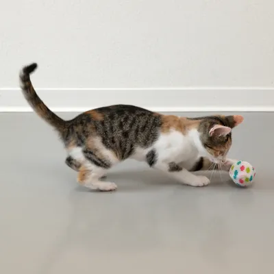 Gato juega con un juguete de pelota colorido sobre suelo gris.
