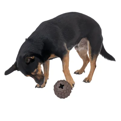 Dog playing with a brown, textured toy ball with a hole in the centre.