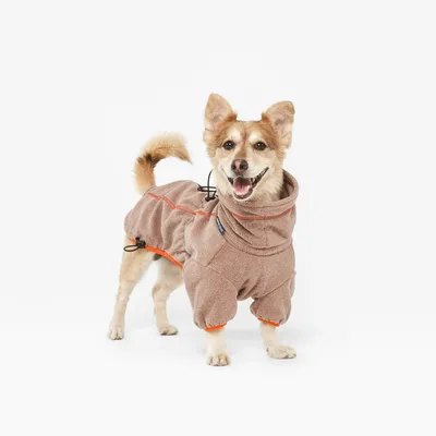 Chien portant une combinaison en tissu polaire marron avec bordures orange et cordons de serrage visibles sur le dos et les pattes arrière.