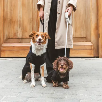 Deux chiens portant des manteaux noirs en laisse, tenus par une personne en manteau beige devant une porte en bois. Les manteaux couvrent le corps et les pattes avant des chiens.