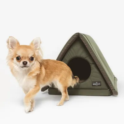 Tienda para mascotas verde y triangular con entrada redonda y logotipo de Nomad Tales, junto a un perro pequeño.