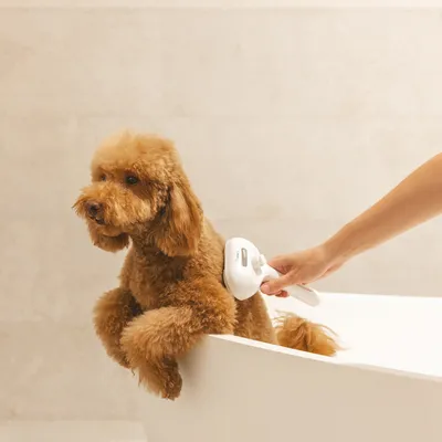 Hand holding a white grooming brush and brushing a dog's fur in a bathtub.