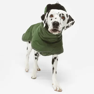 Chien à pelage blanc et noir portant un manteau vert avec capuche, matière textile visible, présenté debout sur fond blanc.