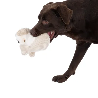 Brown dog holding a beige plush toy shaped like an animal in its mouth.
