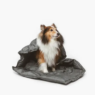 Hund sitzt in einem grauen, faltbaren Schutzsack. Produkt zeigt Einsatz eines tragbaren Schutzsacks für Haustiere.