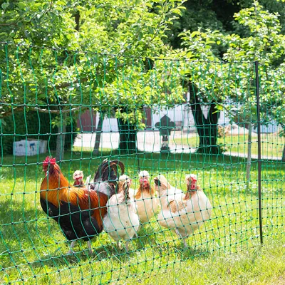 Grüner Maschendrahtzaun im Garten, umgeben von Hühnern und einem Hahn. Geeignet für die Abgrenzung von Freilaufbereichen.