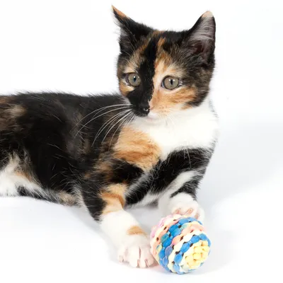 Gato multicolor juega con una pelota de tela colorida. El producto muestra un juguete para gatos.