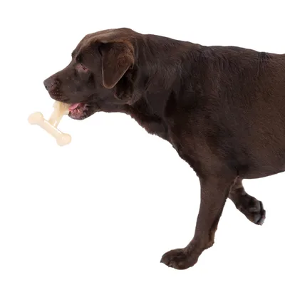 Brun hund med beige tyggeben i munden.