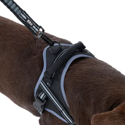 Hund trägt ein schwarzes Geschirr mit reflektierenden Streifen und einem befestigten Karabinerhaken an der Leine. Detailansicht des Geschirrs und der Befestigung.