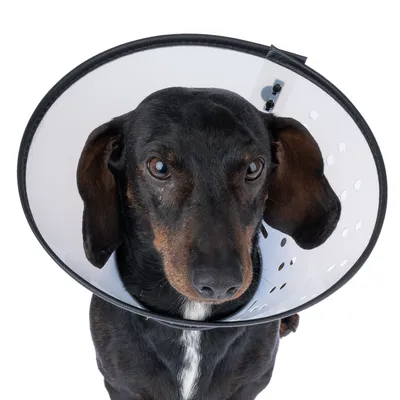 Chien portant une collerette de protection en plastique blanc avec bord noir, vue de face. Collerette percée de trous visibles pour l’aération.