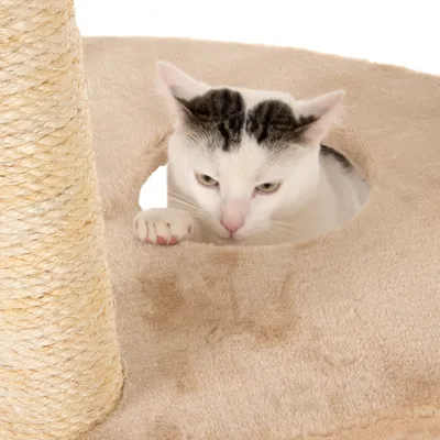 Cat tree with sisal post and beige plush, cat looking through a round opening.