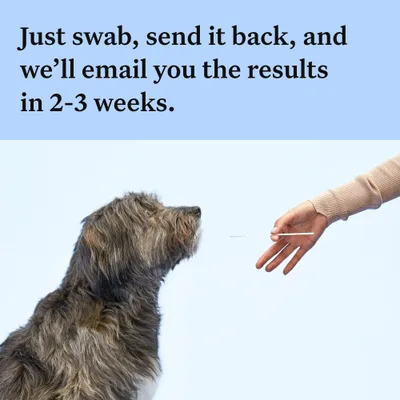 Instructional image showing a swab being held towards a pet, with text: Just swab, send it back, and we’ll email you the results in 2-3 weeks.