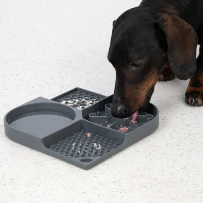 Chien mangeant dans un plateau d’alimentation en plastique gris à compartiments, avec restes de nourriture visibles dans plusieurs sections.