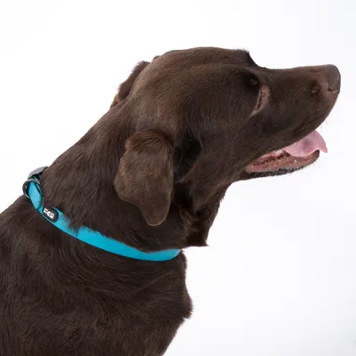 Brauner Hund mit türkisfarbenem Halsband, sichtbar ist ein Logo mit der Aufschrift 'Rogz'.