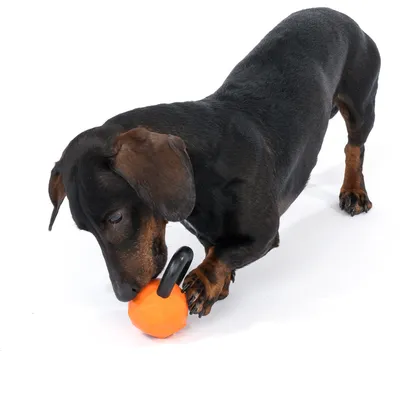Hund leger med orange legetøj i kettlebell-form. Produktet viser brug af kæledyr.