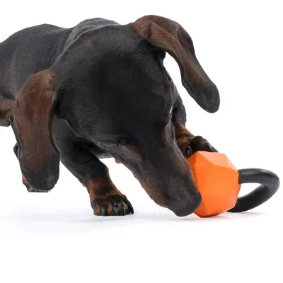 Hund leger med orange legetøj formet som en håndvægt med håndtag.