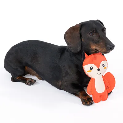 Dachshund with red plush toy in fox shape, suitable for pets to play.