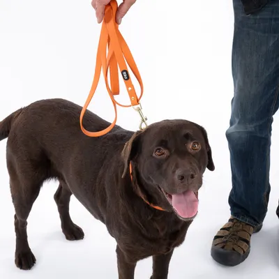 Brauner Hund mit orangefarbener Leine und Halsband, gehalten von einer Person. Produkt zeigt die Verwendung der Leine im Alltag.