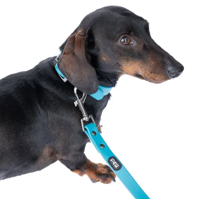 Dackel mit blauem Halsband und passender Leine, Metallverschluss sichtbar. Produkt zeigt Anwendung von Hundezubehör.