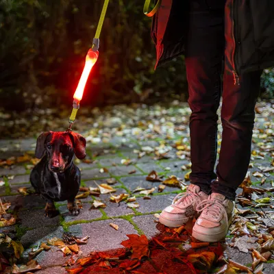 Luz LED roja brillante para correa de perro para mayor visibilidad en la oscuridad, fijada a correa amarilla. Perro y persona en acera otoñal con hojas.