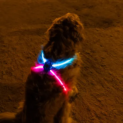 Hund med lysende sele i blå og pink for bedre synlighed i mørke.