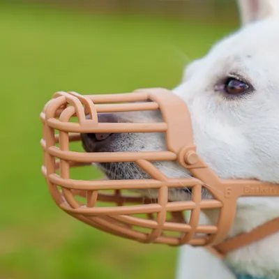 Câine cu botniță bej din plastic, model Baskerville mărimea 6. Vedere laterală a botniței în aer liber.