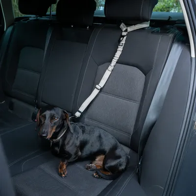 Perro pequeño sentado en el asiento trasero de un coche junto a un cinturón de seguridad para mascotas sujeto al reposacabezas.