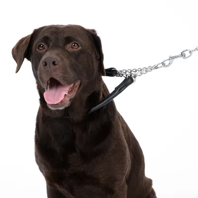 Bruine hond met kettinghalsband en zwarte leren lijn, toont productgebruik voor hondenlijnen.