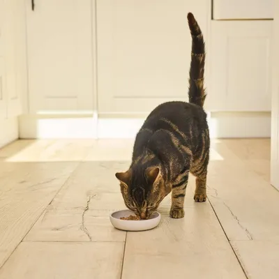 Cat eating food from a shallow white bowl placed on a wooden floor, demonstrating product use for feeding pets indoors.