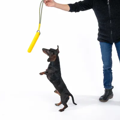 Hund leger med gult legetøj, som holdes af en person.