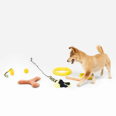 Hund leger med forskellige gule og brune legetøj, herunder en ring, en bold, et ben og et reb-legetøj.