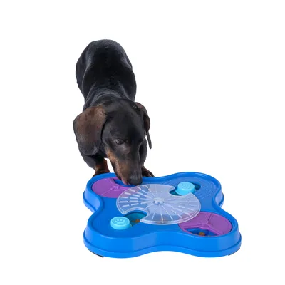 Chien à poil court utilisant un jeu d’intelligence bleu et violet pour chiens, plateau en plastique avec couvercle transparent et compartiments visibles contenant des croquettes.