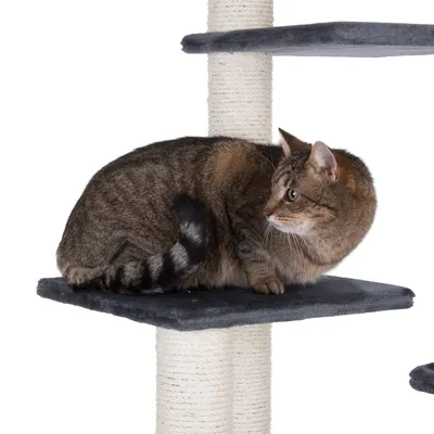 Braun getigerte Katze sitzt auf einer grauen Plattform eines Kratzbaums mit Sisal umwickelten Säulen.