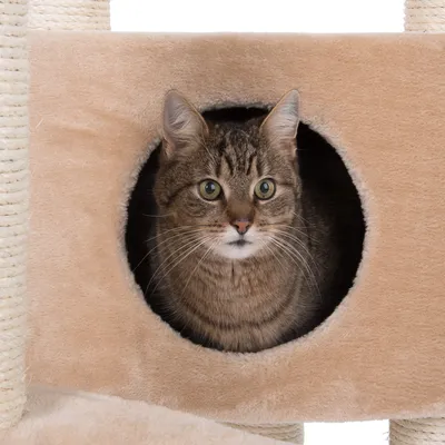 Braun getigerte Katze sitzt in einer beigen Höhle eines Kratzbaums mit Sisal umwickelten Säulen.