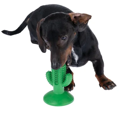 Hund leger med grønt kaktusformet legetøj af plast med knopper til tandpleje.