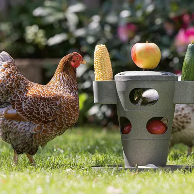 Pollo junto a un dispensador de comida gris con mazorca de maíz, manzana y pepino. El dispensador tiene varias aberturas para fruta y verdura.
